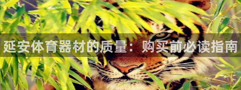 极悦平台股东有哪些：延安体育器材的质量：购买前必读指